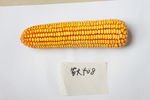 玉米种子
