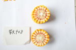 玉米种子