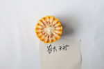 玉米种子
