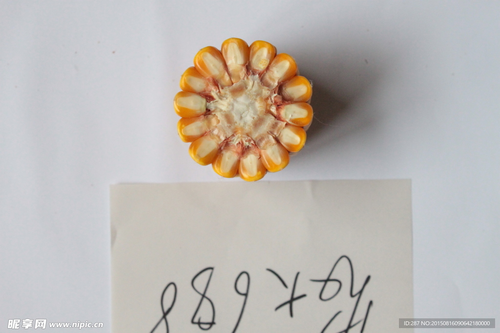 玉米种子