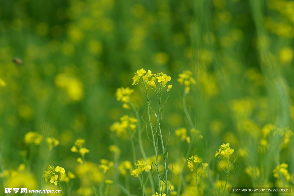油菜花
