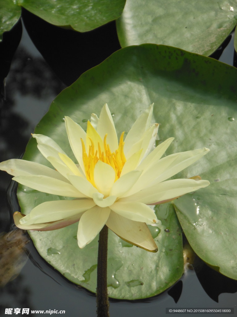 睡莲花