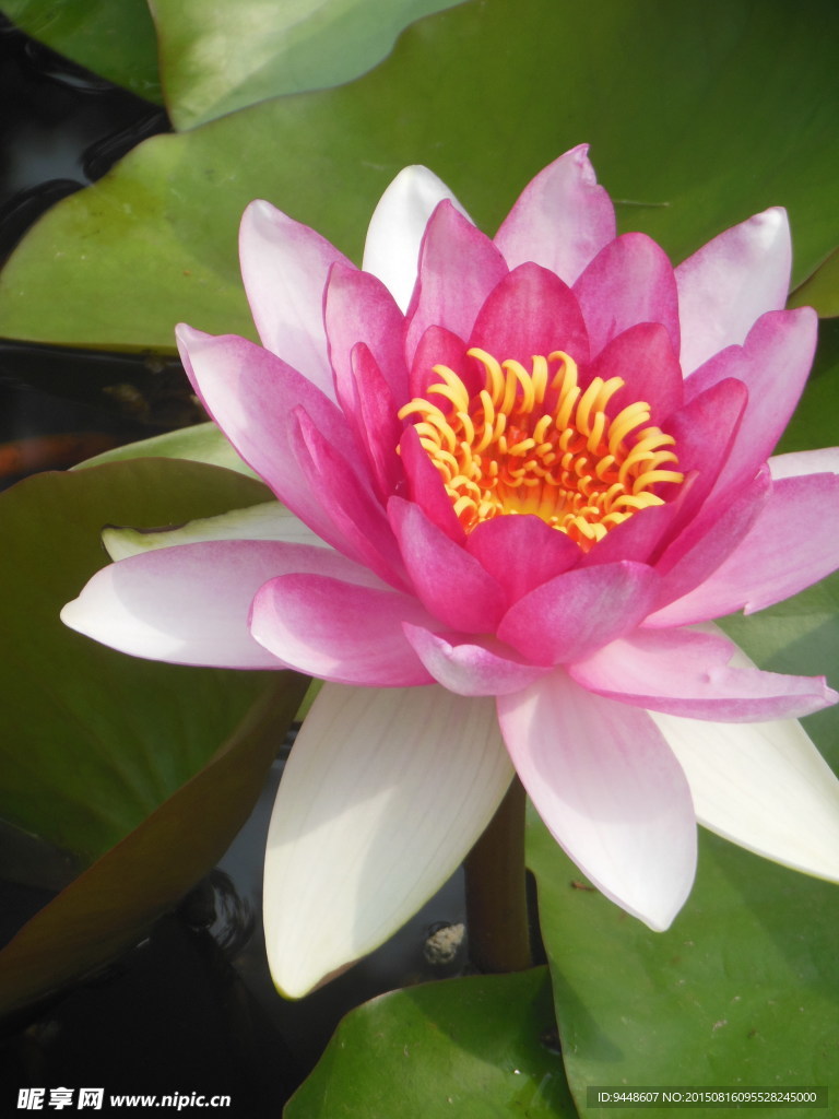 睡莲花