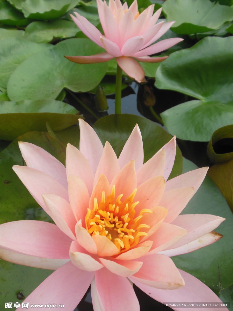 睡莲花