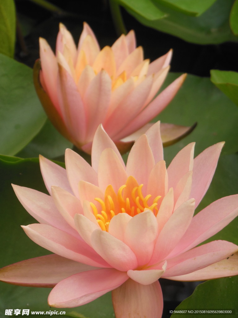 睡莲花