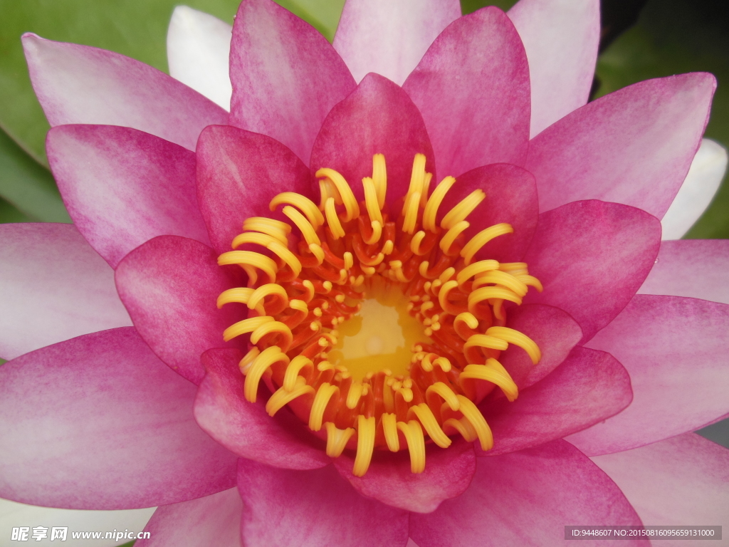 睡莲花