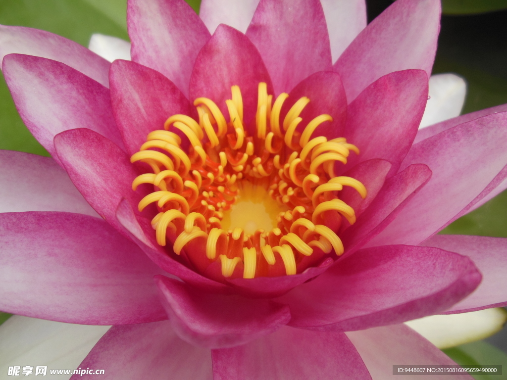 睡莲花