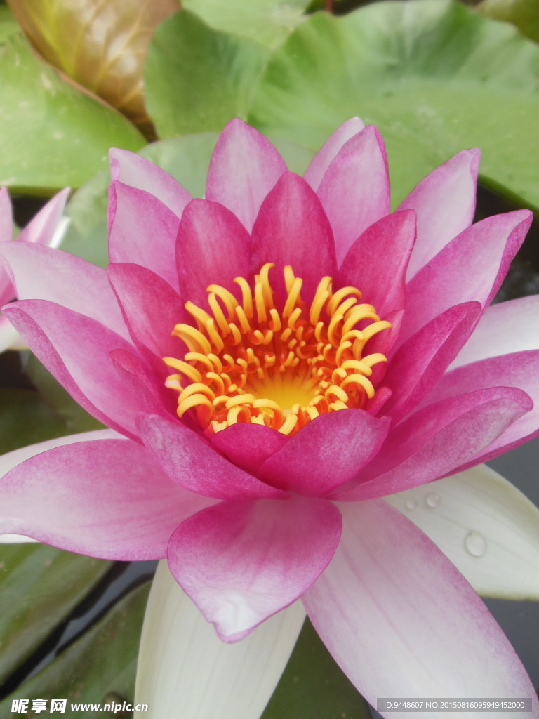 睡莲花