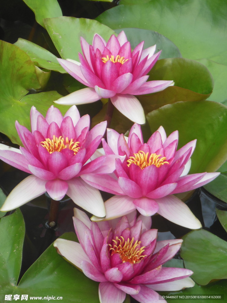 睡莲花