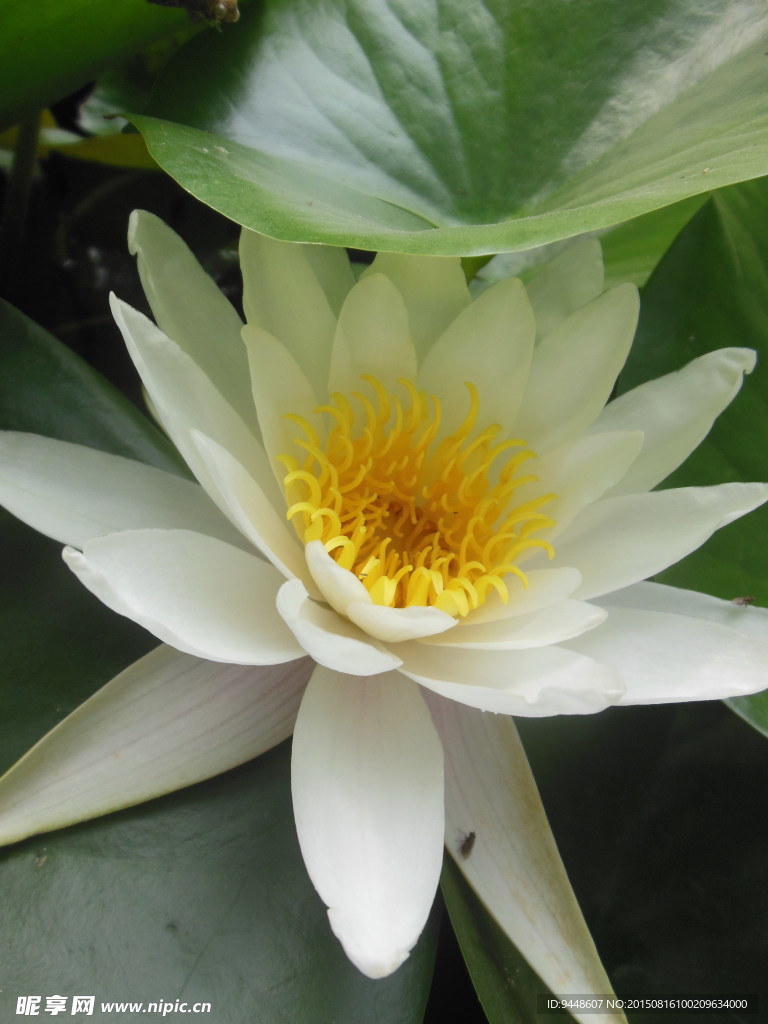 睡莲花