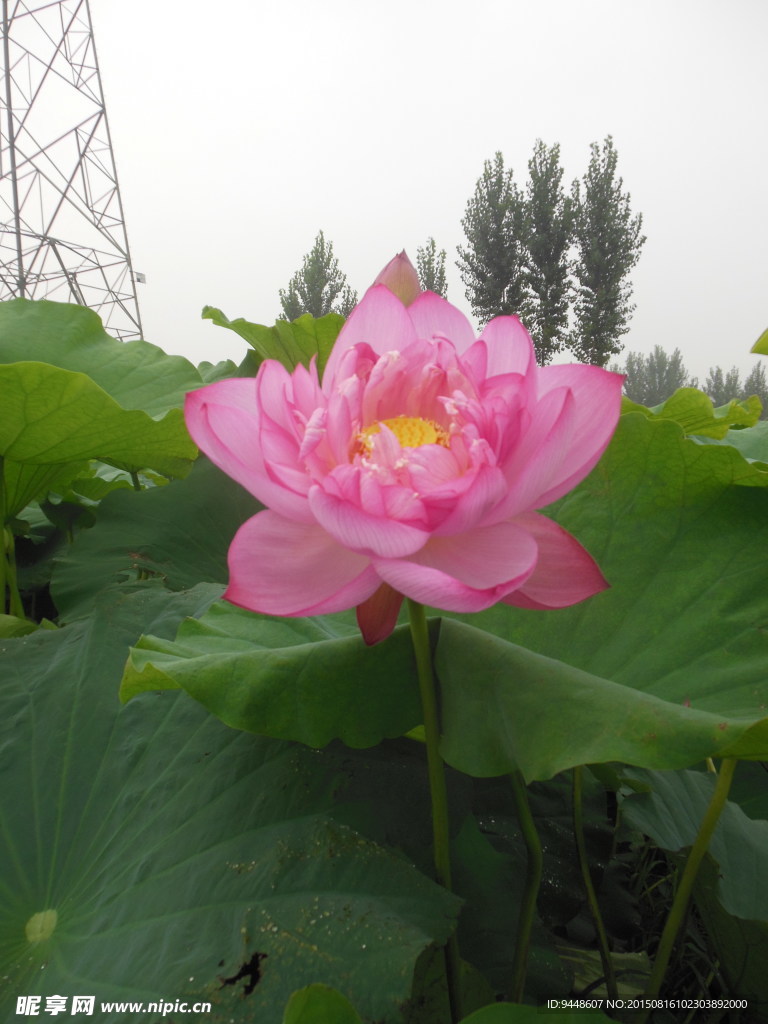 荷花