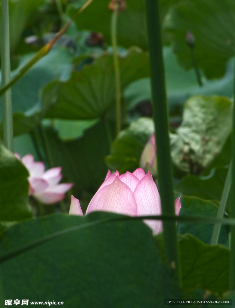 荷