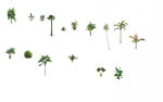 热带植物竖向
