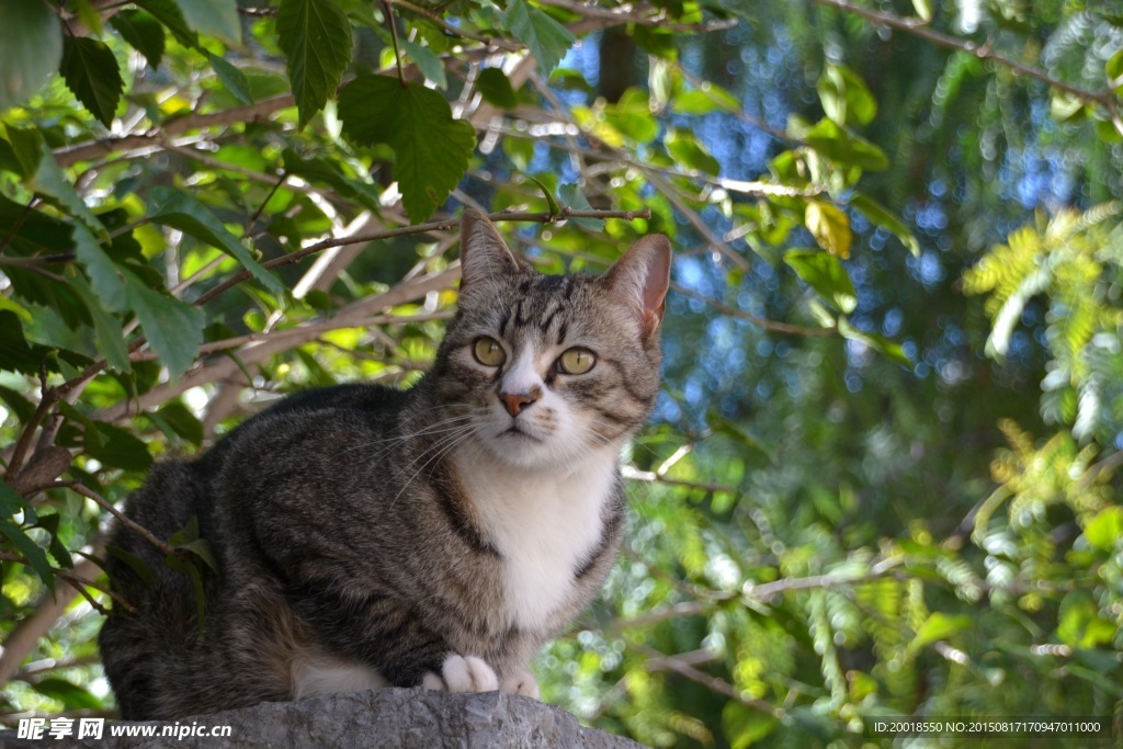 猫