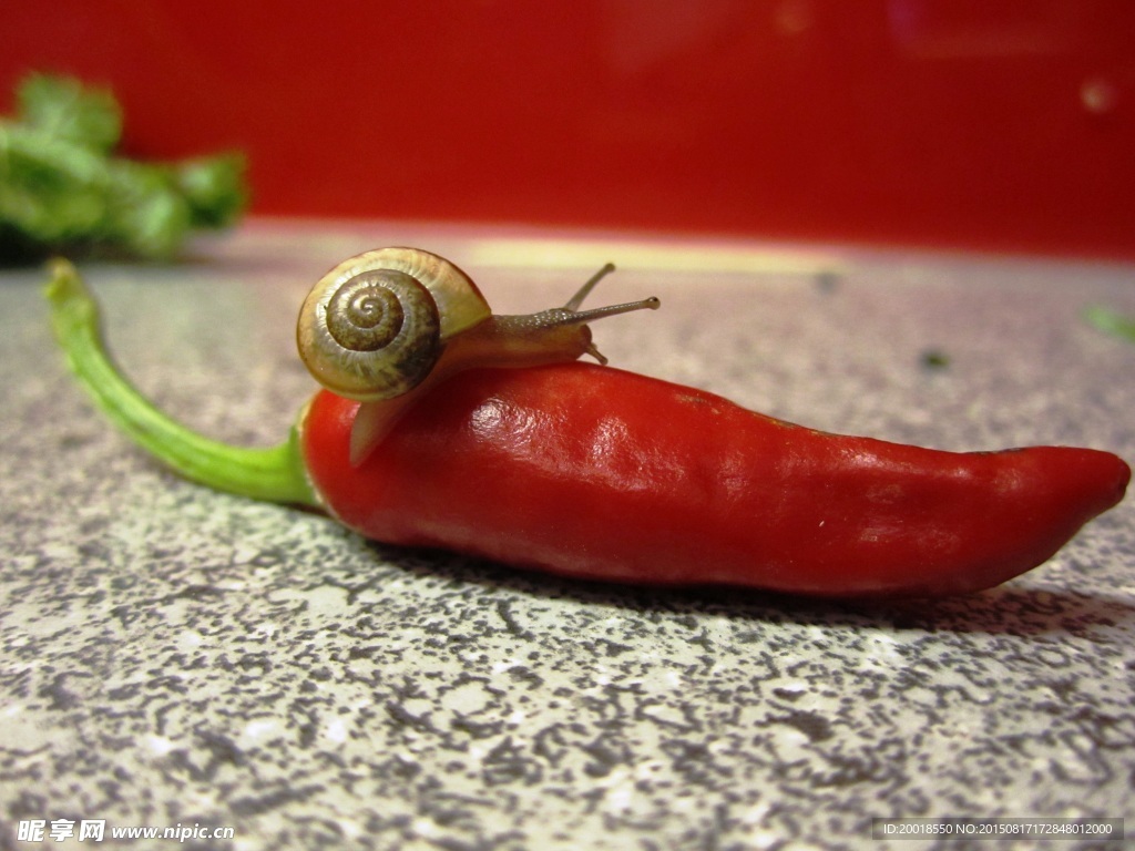 蜗牛