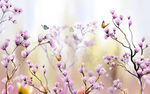 山花烂漫背景