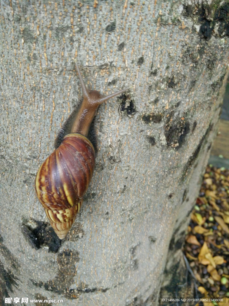 大蜗牛 树干