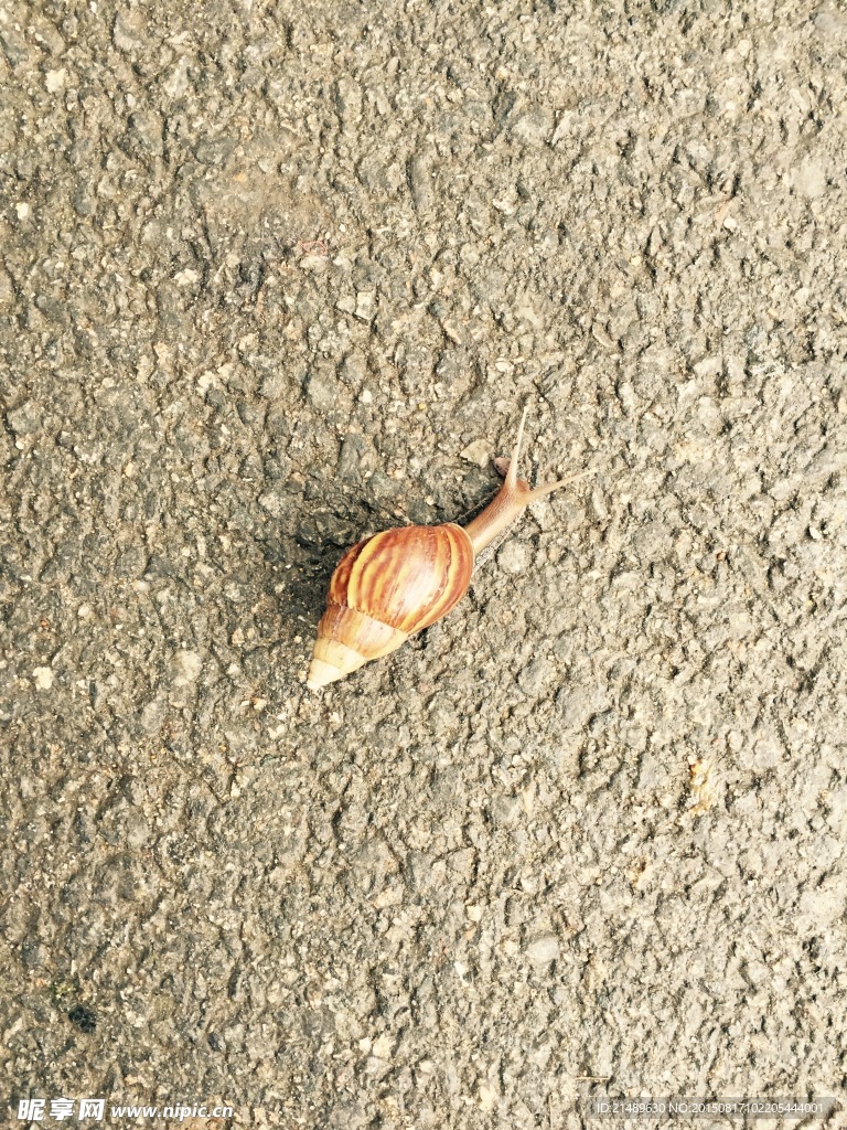 蜗牛