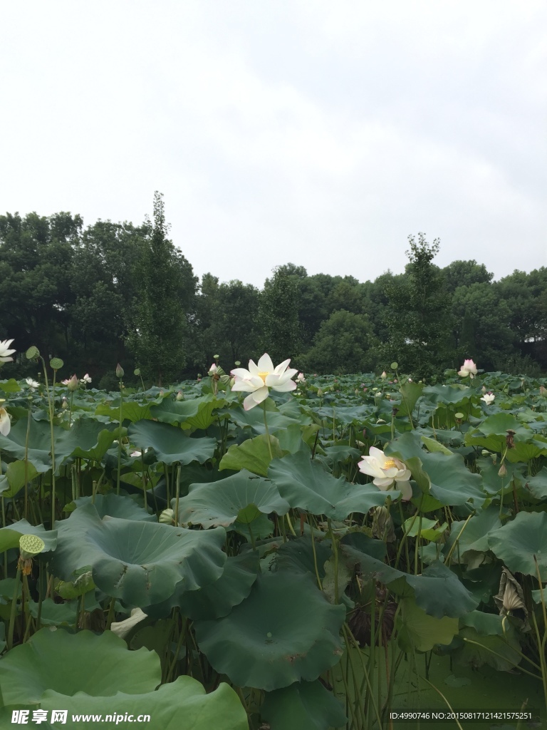 荷花池