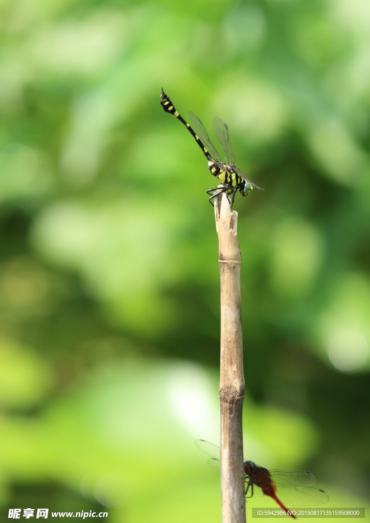 蜻蜓
