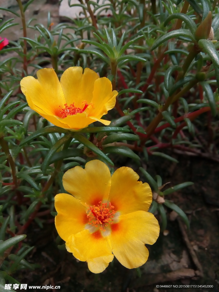 太阳花