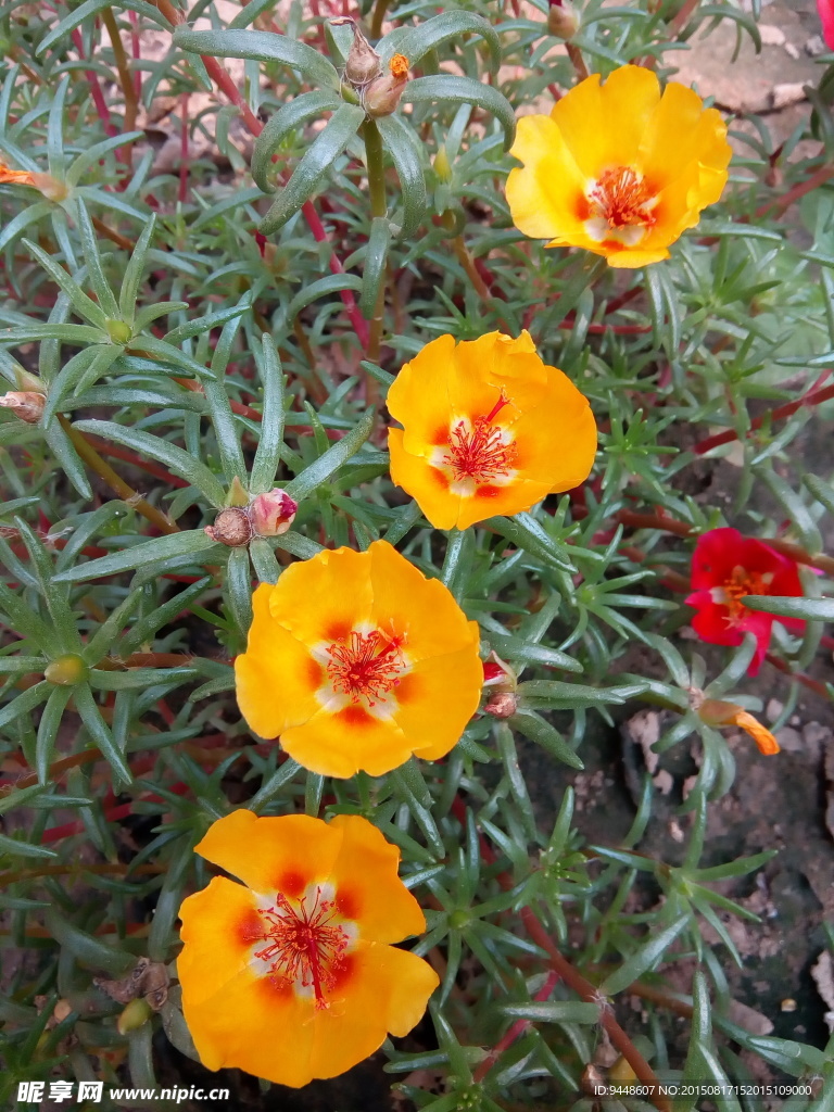 太阳花