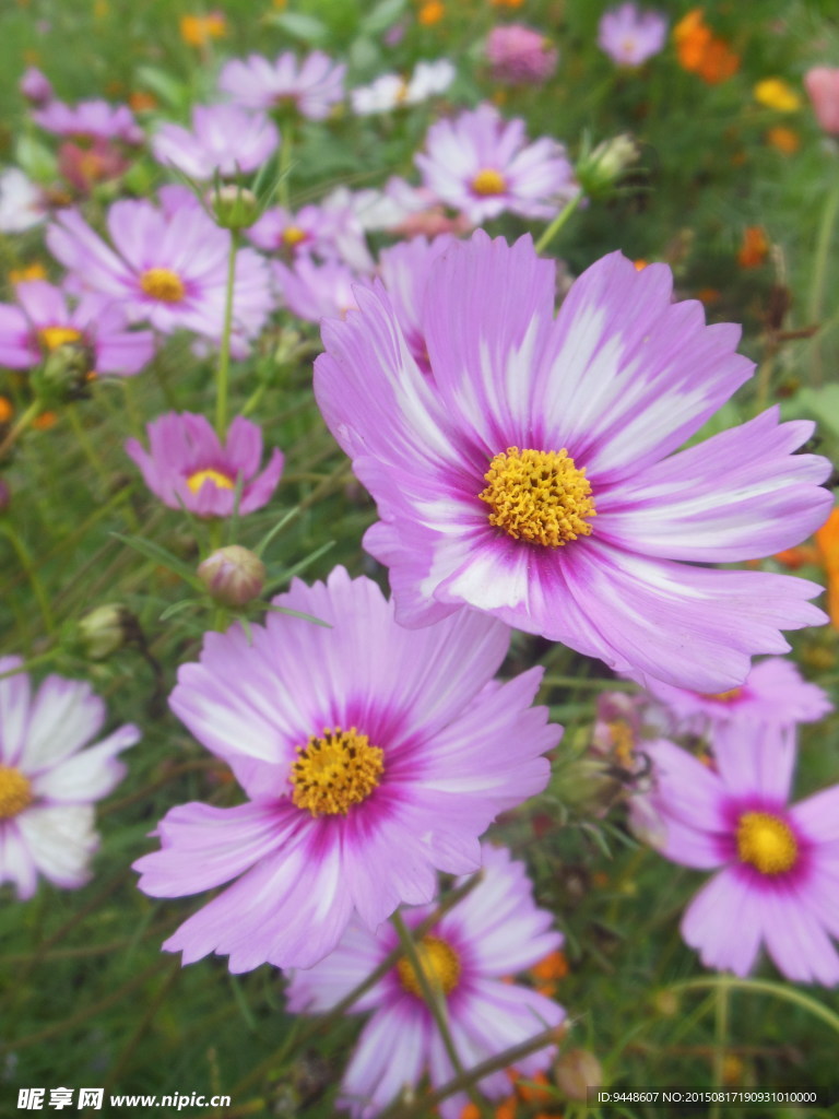 格桑花