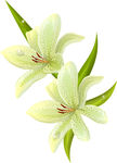 水仙花矢量花纹