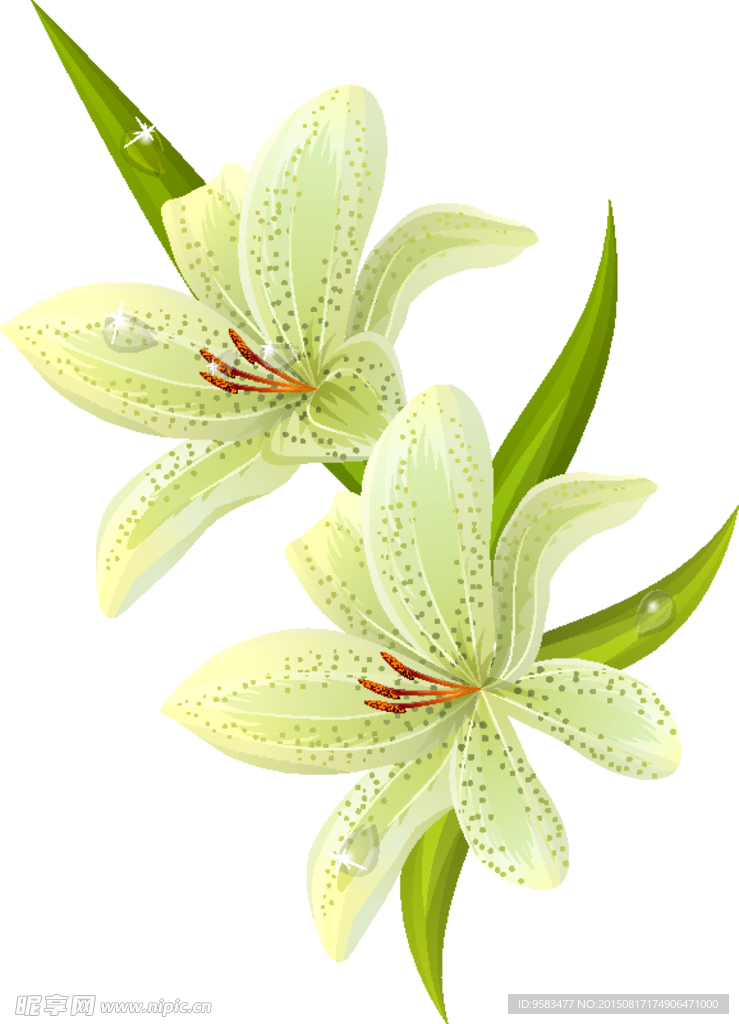 水仙花矢量花纹