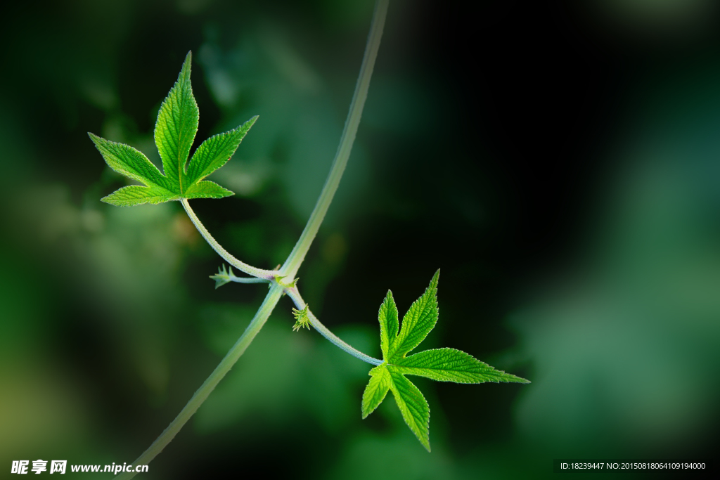 草