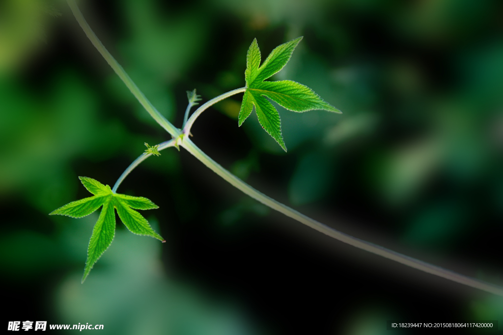 草