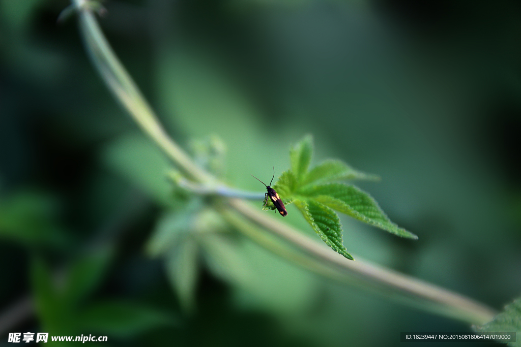 草