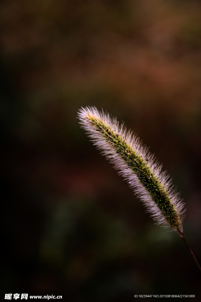 草