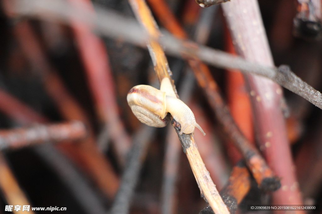 枯枝上的蜗牛
