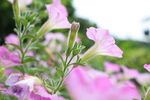 牵牛花