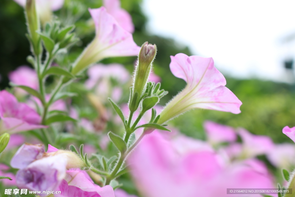 牵牛花