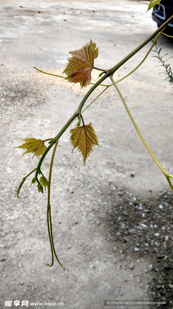 枝叶树枝