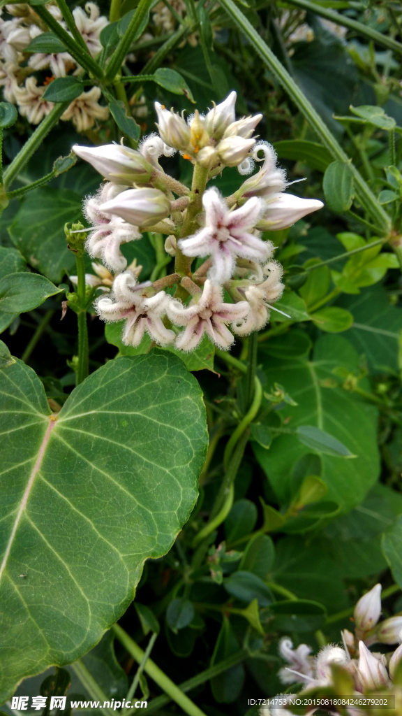 萝藦花