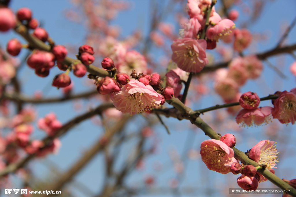 桃花