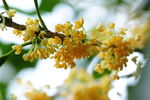 桂花