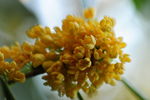 桂花