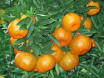 橘子 椪柑