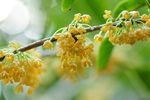 桂花