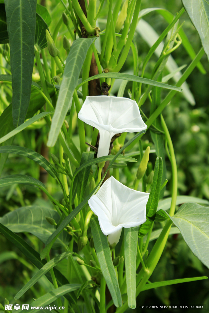 空心菜花