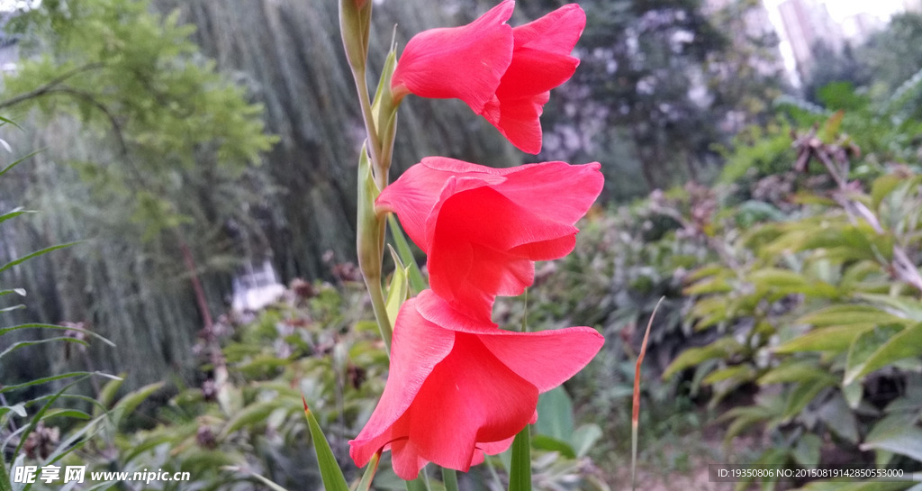 花园里的红色花朵