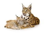 野生猞猁