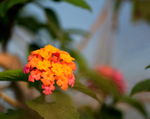 海南花