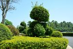 室外风景特写 绿化 花圃