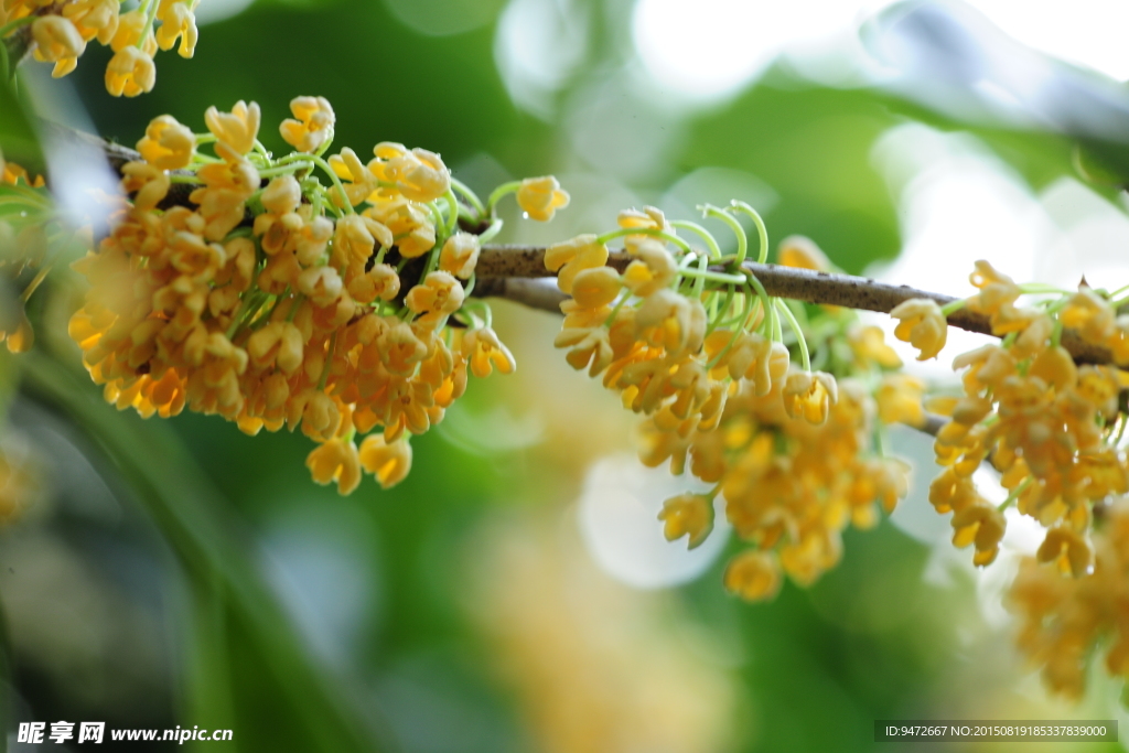 桂花