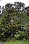 松树